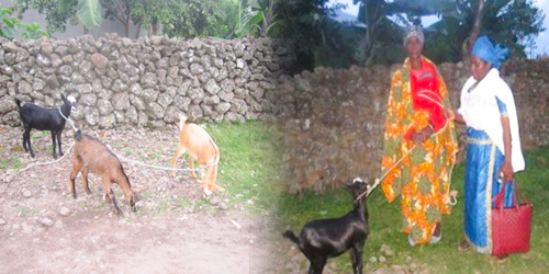 Empowering Women Through Livestock